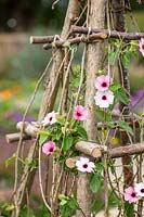 Thunbergia 'Pink Sensation' - Black Eyed Susan - in flower growing up hazel pole obelisk. 
