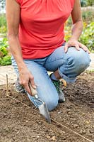 Woman using a trowel to make channel for planting a row of Garlic in the ground