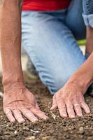 Using the palms of one's hands to firm ground around planted Garlic cloves