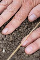 Using hands to firm soil over newly-sown seeds