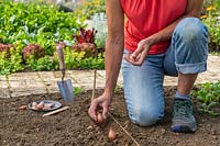Woman planting Shallot sets into channel in a prepared bed 