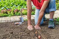 Woman using her hands to cover newly-planted Shallot sets with soil and to firm down