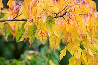 Acer crataegifolium 'Veitchii' - Veitch Hawthorn Maple 