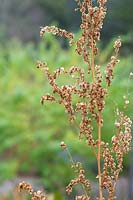 Atriplex hortensis - Red orach seeds