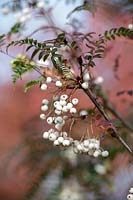 Sorbus eburnea - Shrubby Rowan 