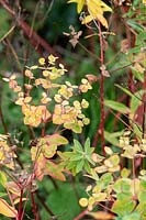Euphorbia wallichii - Wallich Spurge - spent flowers on red stems