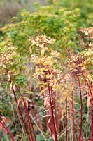 Euphorbia wallichii - Wallich Spurge - spent flowers on red stems 