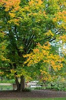 Zelkova carpinifolia - Caucasian Elm - specimen tree changing colour 