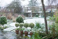 Walled town garden with snow, pots of lollipop topiary on patio