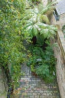 Walled town garden with snow, looking down on alley between brick walls with Dicksonia - Tree Ferns and other greenery 