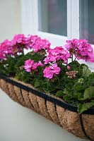 Windowbox hayrack with coconut coir liner, planted with pink Pelargonium 