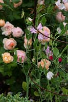 Lathyrus odorata - Sweet Pea on a spiral plant support with Rosa 'Roald Dahl' - Rose - in the background