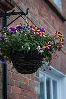 Woven hanging basket on house wall, planted with Petunia and Fuchia