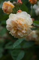 Rosa 'Buff Beauty' - Hybrid Musk Rose