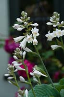 White-flowered Hosta 