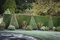 Line of Taxus - Yew - pyramids and hedging frame a shrub bed beside a lawn 
