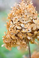 Hydrangea - Dried flowerheads