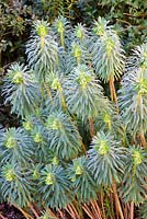 Euphorbia characias subsp. wulfenii - Mediterranean spurge