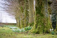 Hornbeam avenue underplanted with clumps of snowdrops at Rodmarton Manor, Glos, UK. 