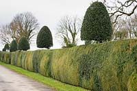 A holly and box hedge with holly standards at Rodmarton Manor, Glos, UK. 