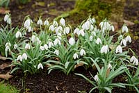 Galanthus 'Green Necklace' - Snowdrop 'Green Necklace'