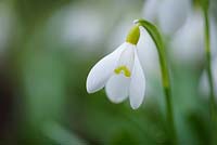 Galanthus 'Spetchley Yellow' - Snowdrop 'Spetchley Yellow' 
