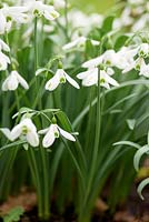 Galanthus 'Trumps' in February