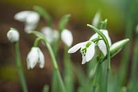 Galanthus 'Ermine Lace' in February