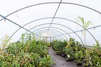 Inside polytunnel No.3, The Nursery, Pan Global Plants, UK. July.