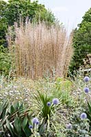 Echinops and ornamental grasses in garden at Pan Global Plants Nursery.