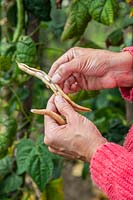 Woman harvesting beans which have matured to use for next years seeds. 