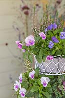 Closeup of mixed Autumnal planting of Brassica, Viola and Erica in metal planter. 