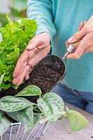 Woman adding compost using a scoop to newly planted ferns. 