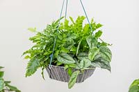 Hanging indoor basket planted with ferns - Coniogramme emeiensis, Phlebodium aureum 'Davana', Scindapsus pictus 'Treble', Asplenium 'Crispy Wave'