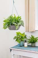 Hanging indoor basket planted with ferns - Coniogramme emeiensis, Phlebodium aureum Davana, Scindapsus pictus 'Treble', Asplenium 'Crispy Wave'