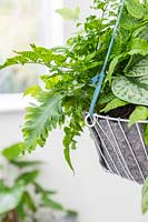 Hanging indoor basket planted with ferns - Coniogramme emeiensis, Phlebodium aureum Davana, Scindapsus pictus 'Treble', Asplenium 'Crispy Wave'