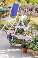 White tiered display ladder with mixed autumnal bedding and tools including Viola, Erica, Ajuga and Brassica. 