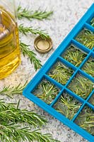 Ice cube tray with olive oil and chopped leaves of Salvia rosmarinus syn. Rosmarinus officinalis - Rosemary - prior to freezing 