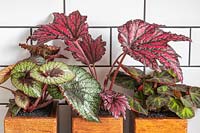 Small wooden drawers planted with Begonia 'Rocheart', Begonia 'Merrymaker' and Begonia soli-mutata syn. Begonia 'Burle Marx' or Begonia glaziovii