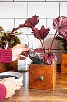 Woman adding black gravel as mulch to small wooden drawers planted with foliage Begonia 