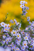 Aster turbinellus - 'Smooth Violet'