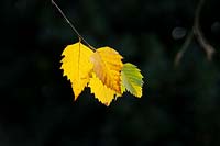 Betula nigra 'Little King' - River Birch - tree leaf detail 
