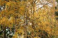 Betula pendula - Silver birch tree in autumn. 