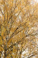 Betula pendula - Silver Birch - tree 