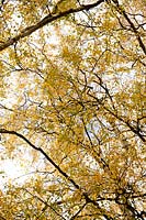 Betula pendula - Silver birch tree in autumn. 