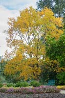Betula raddeana - Radde's birch