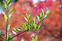 Ilex aquifolium 'Maderensis Variegata' - English Holly 'Variegata'  foliage in autumn. 