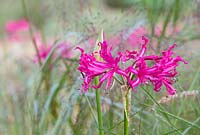 Nerine bowdenii kaljana - Bowden lily