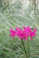 Nerine bowdenii 'Kaljana' - Bowden lily