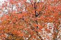 Prunus x juddii - Ornamental cherry tree foliage in autumn . 